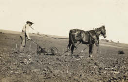 Photo:Rudolph Umland planting cane, Spring, 1924