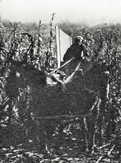 Rudolph Umland harvesting corn